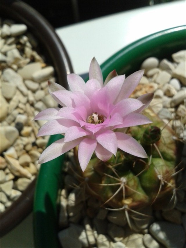 Gymnocalycium damsii var. tucavocense 