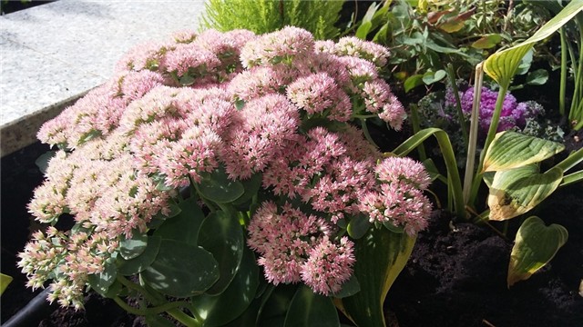 sedum