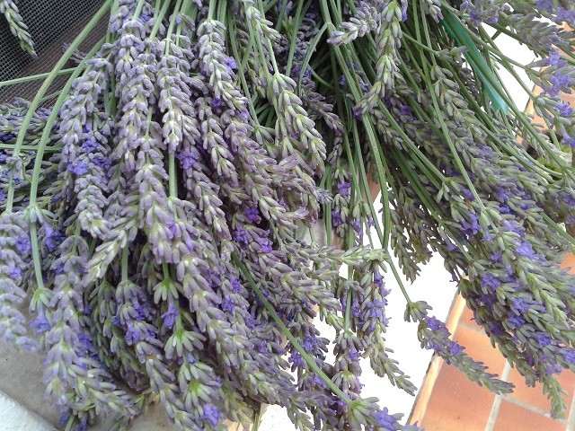 lavanda