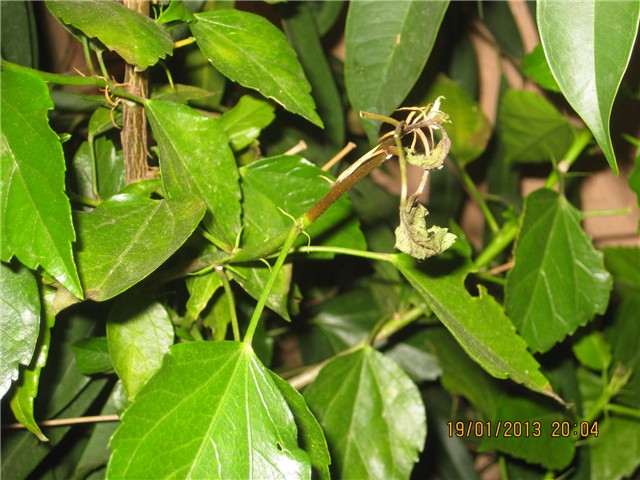 cvijet