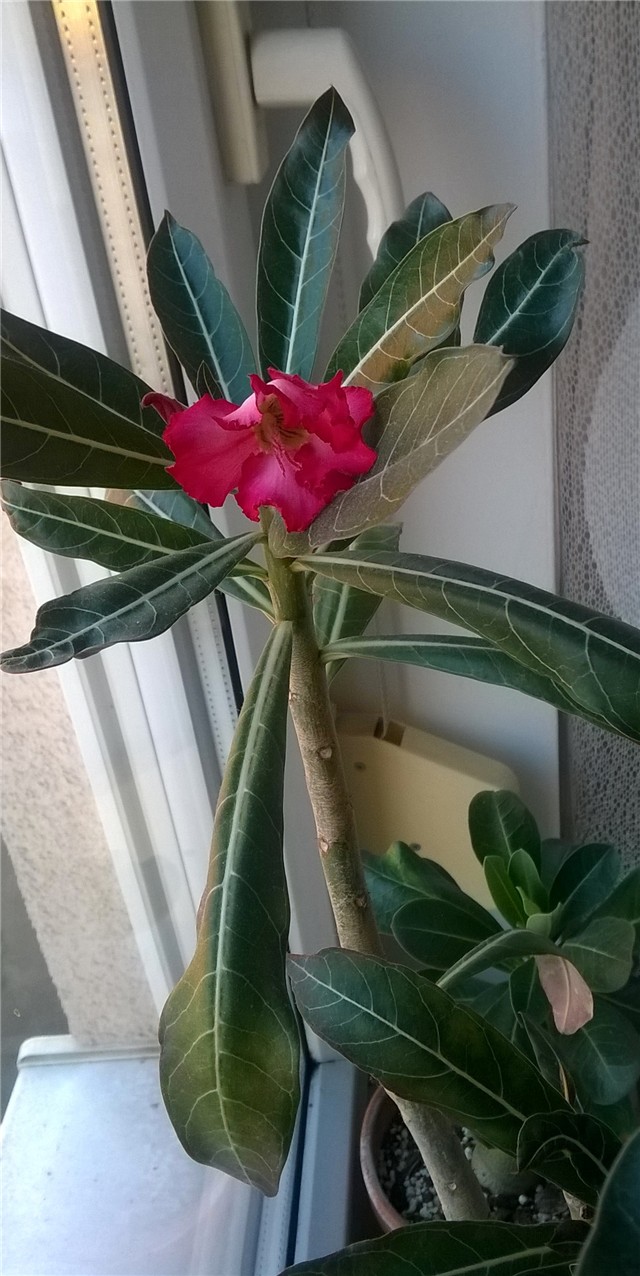 adenium cvijetcvijet
