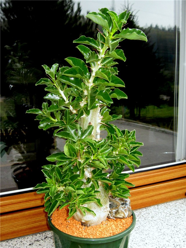 Pachypodium saundersii