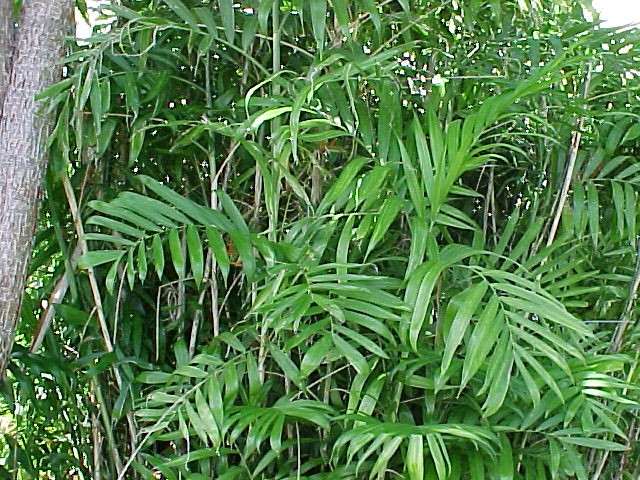 Brdska palma