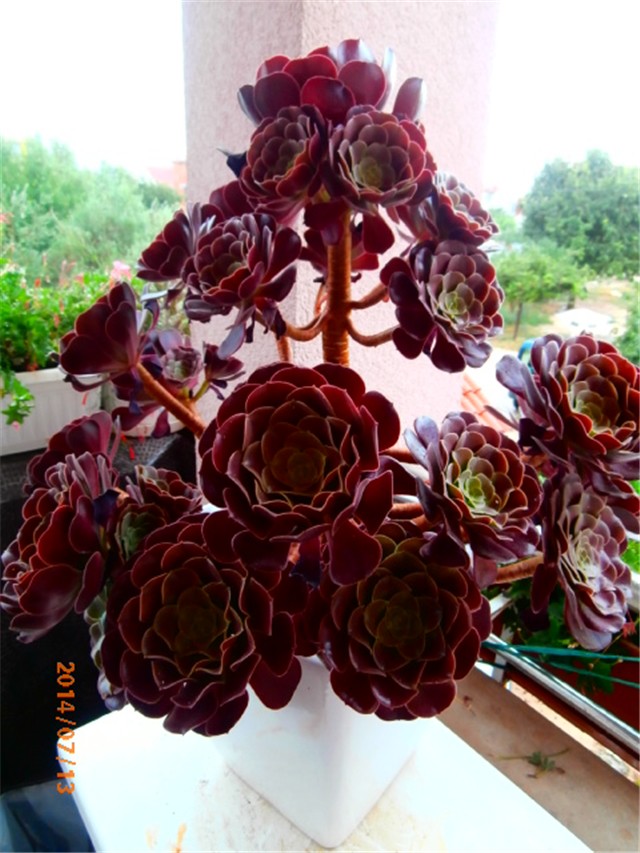 aeonium