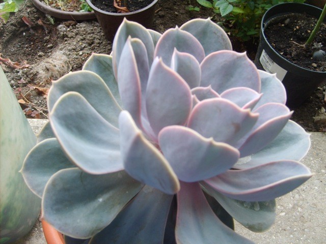 kaktus