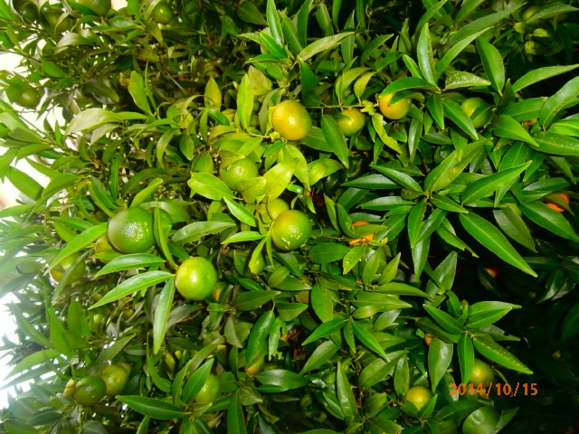 mandarina