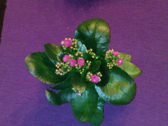 Kalanchoe