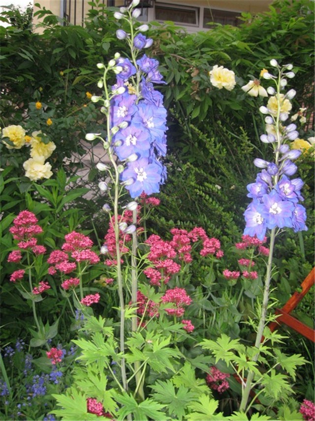 delphinium