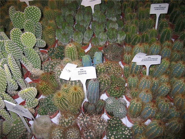 Padova 2006