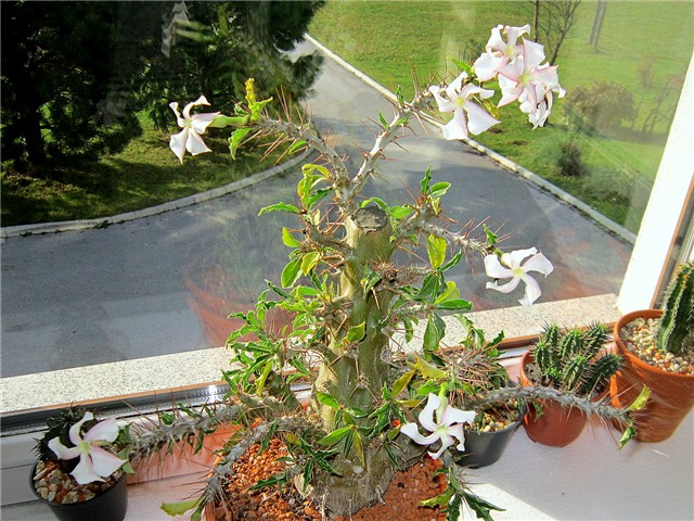 Pachypodium saundersii