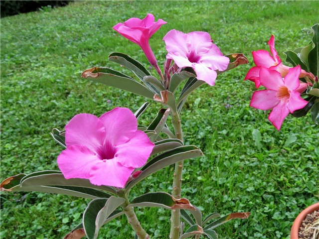 Adenium swazicum 