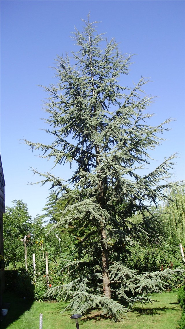 atlantski cedar