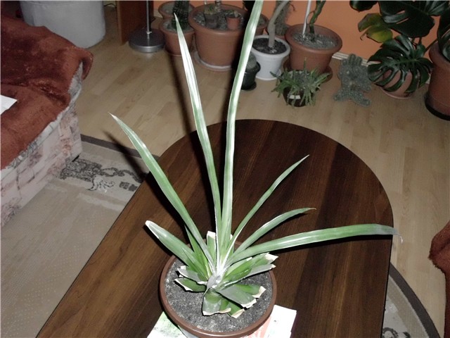 ananas