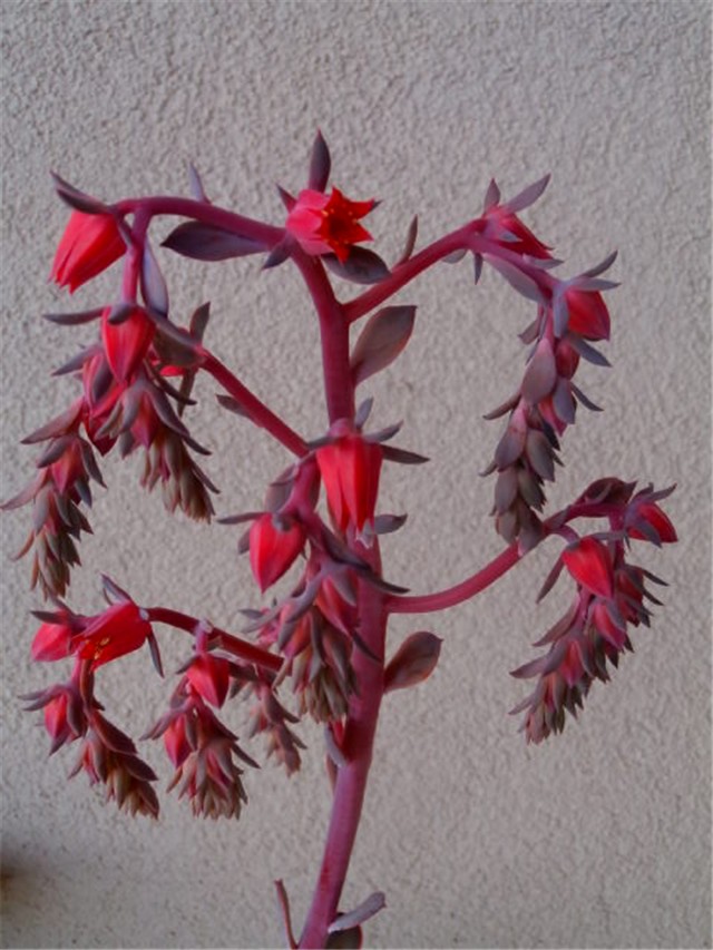 echeveria cvijet