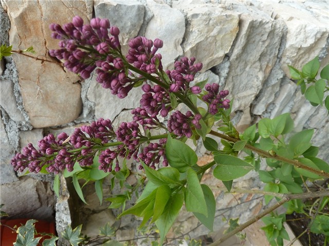 cvijet