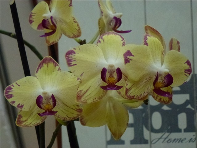 Phalenopsis