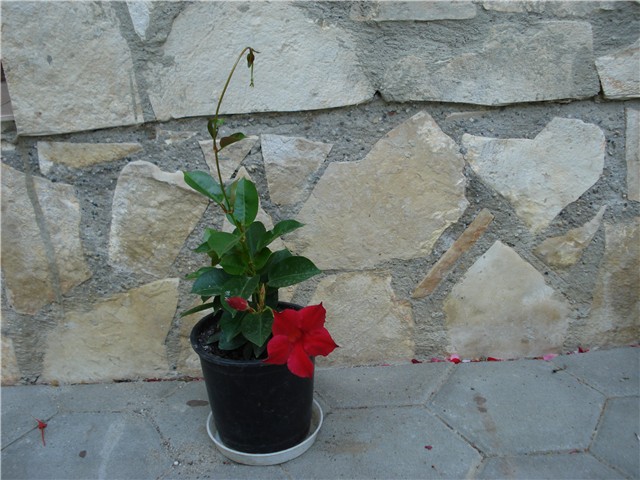 mandevila