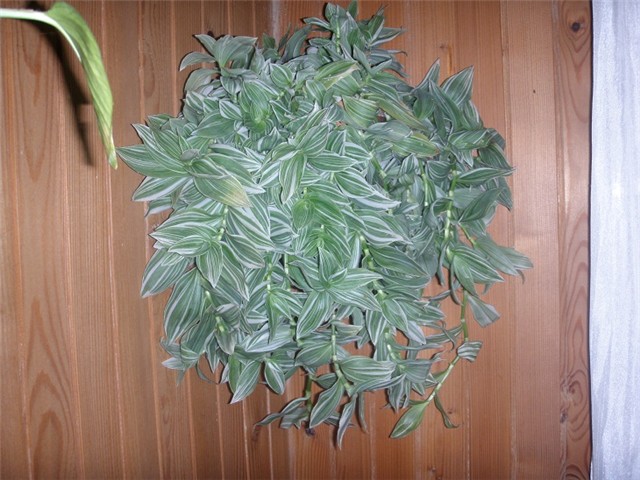 puzavci