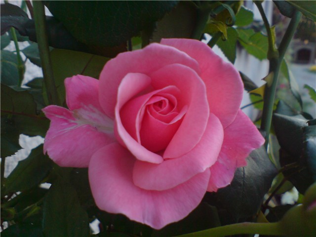 roza ruzica