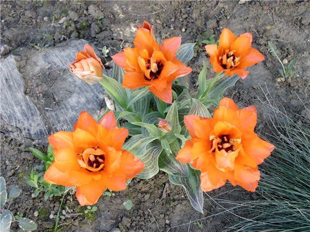 tulipani 2