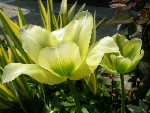giga1