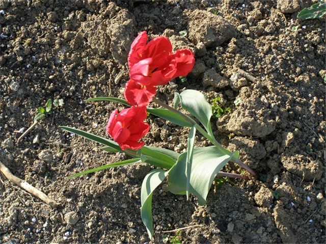 Tulipani