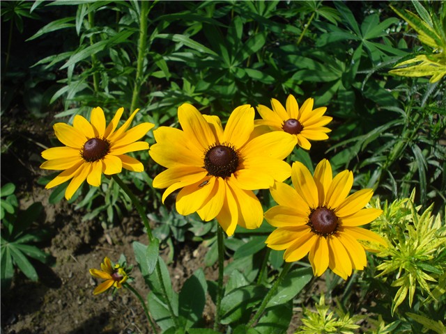 Rudbekije