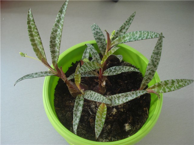 ladebouria socialis