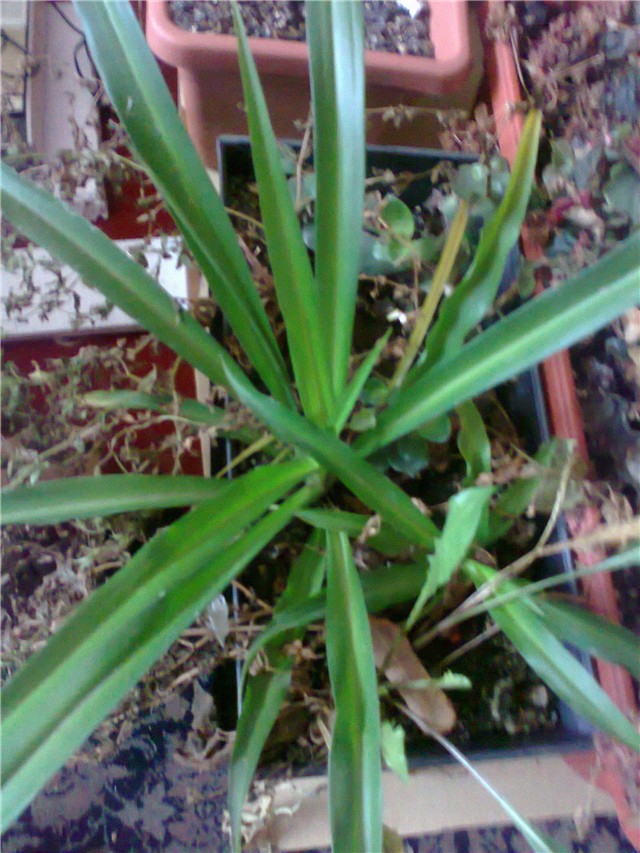 zeleni klorofitum