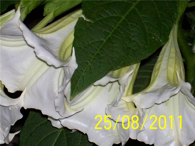 Dature