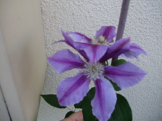 klematis dr. Ruppel - lat. clematis