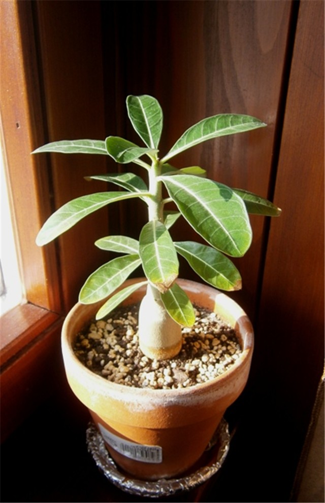 adenium 2013-4