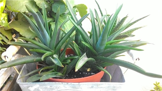 moj balkon