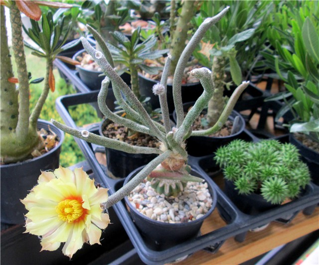 Astrophytum caput medusae                           