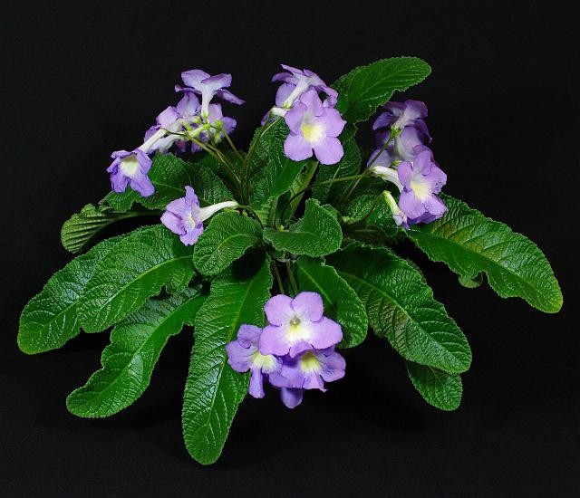 Streptokarpus