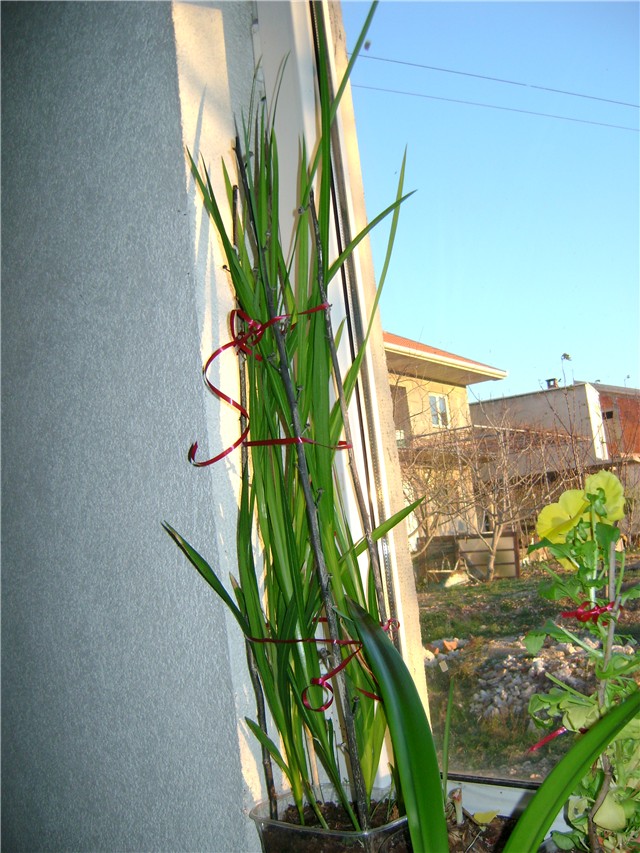 Frezija