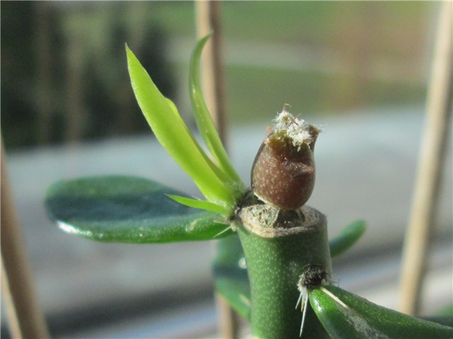 pereskia