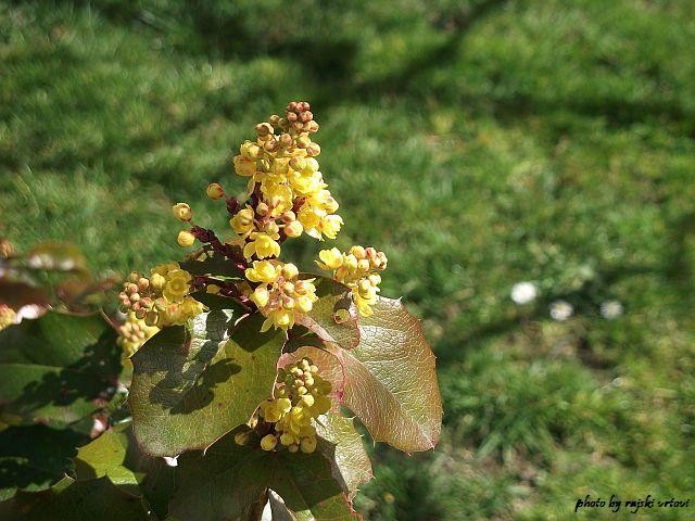 mahonia