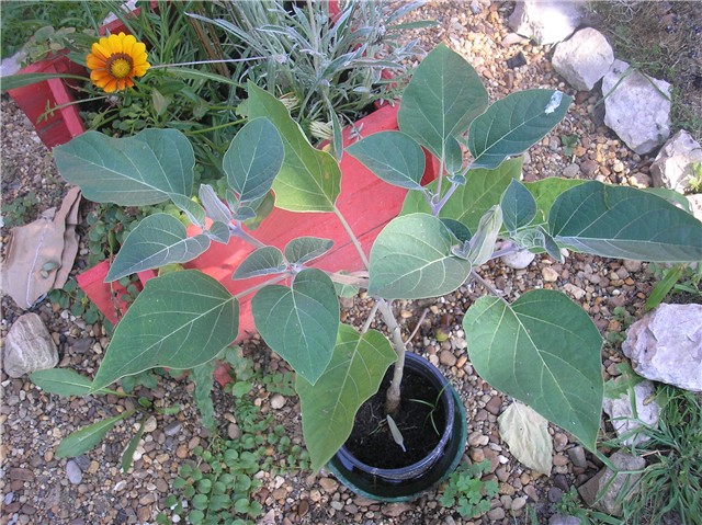 Datura