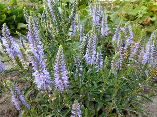 Veronica spicata Blauteppich