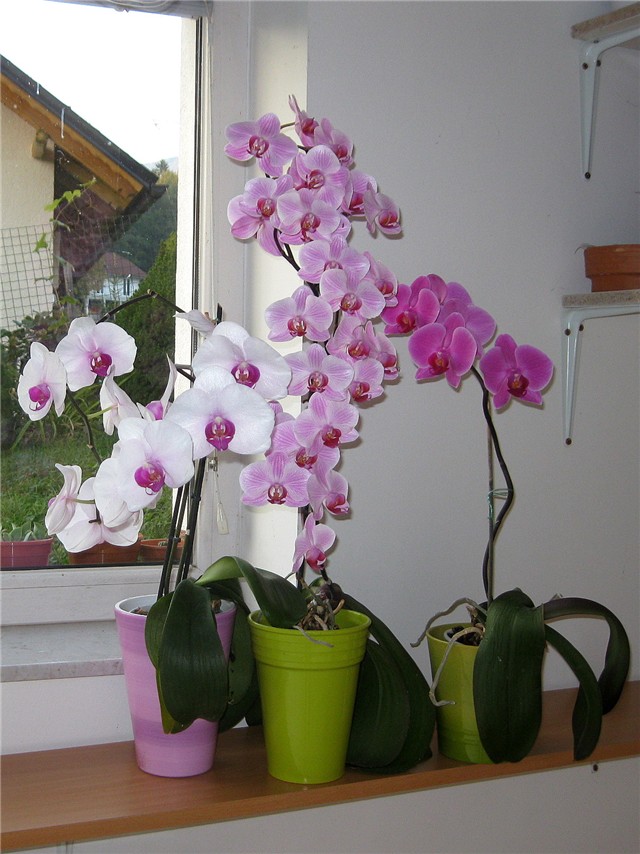 phalaenopsis