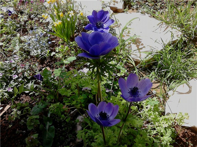 Anemone coronaria MrFokker cvjetići