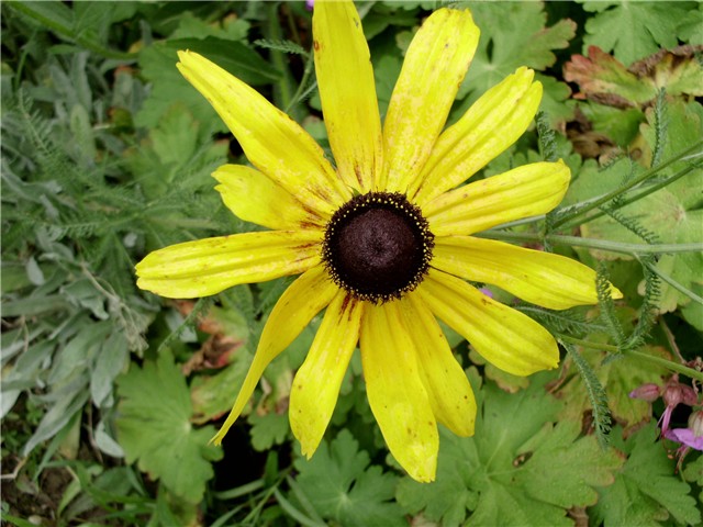 rudbeckia1