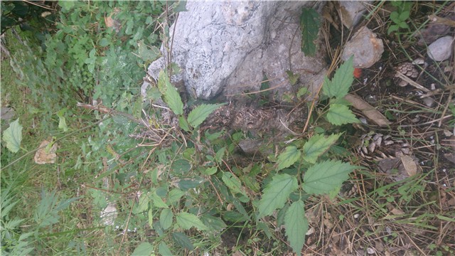 bonsai