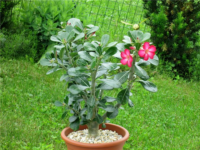 Adenium obesum