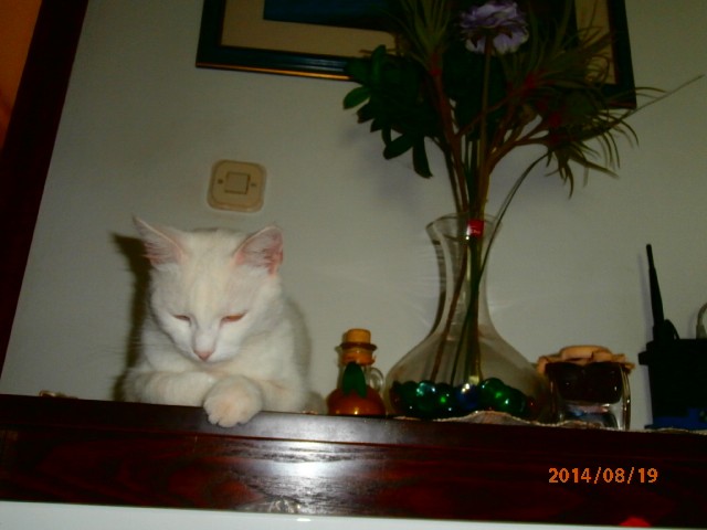 belica
