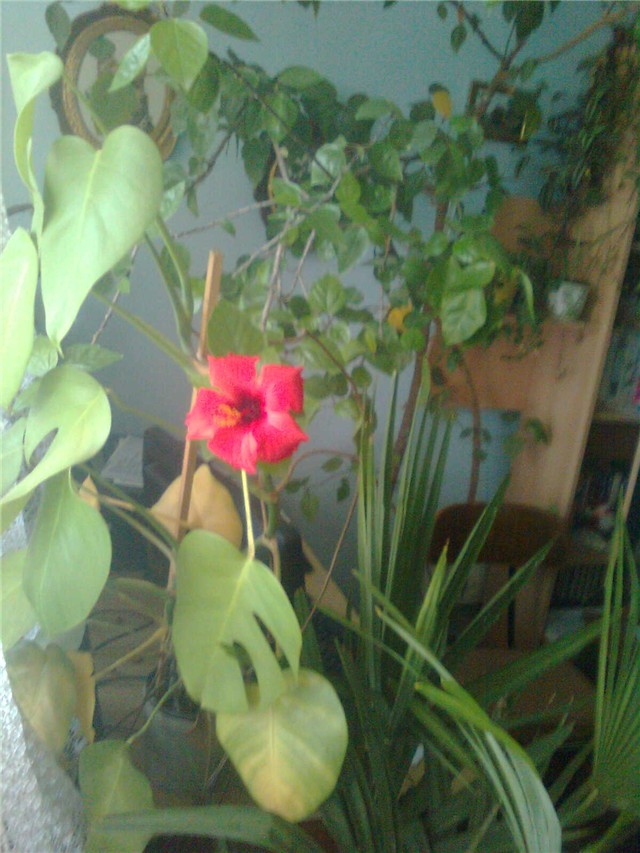 Hibiskus1