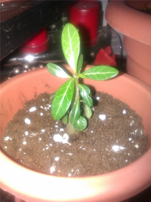 Adenium obesum