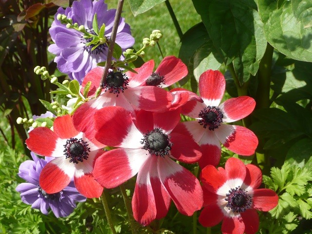 anemone