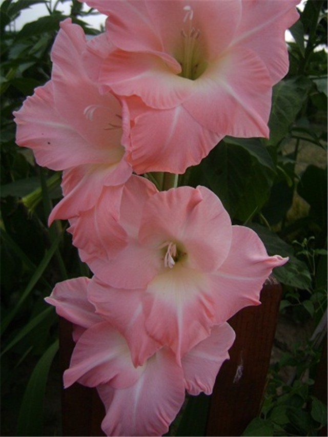 gladiole